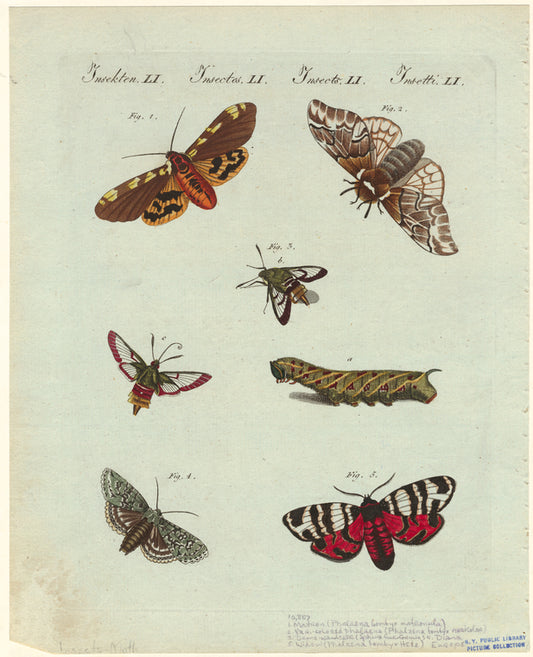 Insekten LI , Insectes LI , Insects LI , Insetti LI