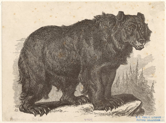 Bear