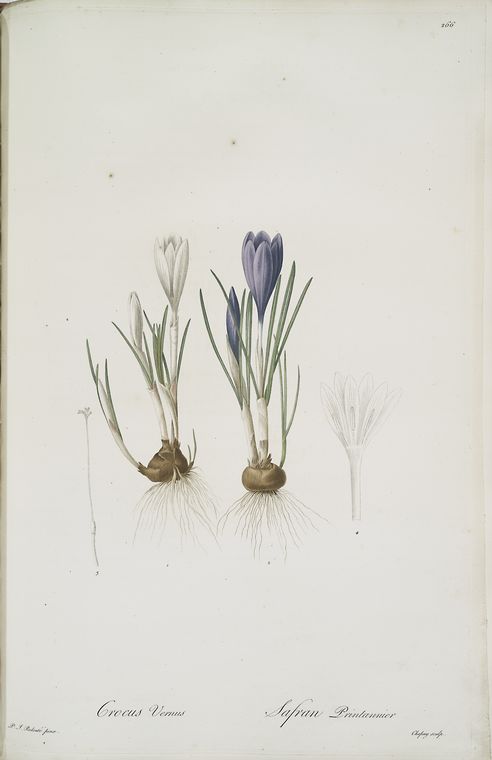 Crocus vernus