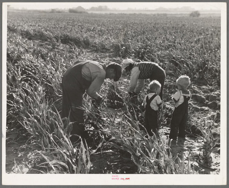 Near Manteca, California. Formerly rehabilitation clients. Now operating own farm under Tenant Purchase Act. A year and a half ahead on their payments. Family labor harvesting milo maize