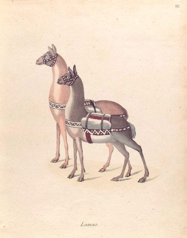 Lamas.