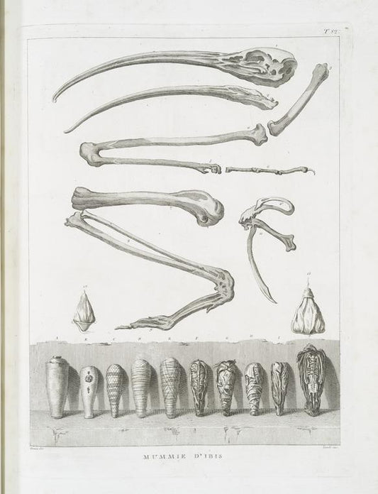 Mummie d'Ibis.