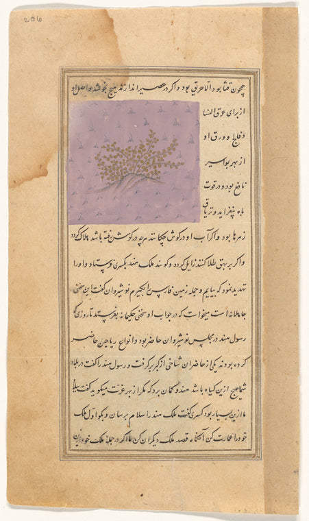 Caper tree (lasaf)