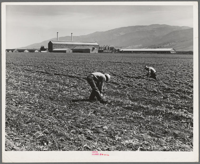 Spreckels sugar factory and sugar beet field with Mexican and Filipino workers thinning sugar beets. Monterey County, California
