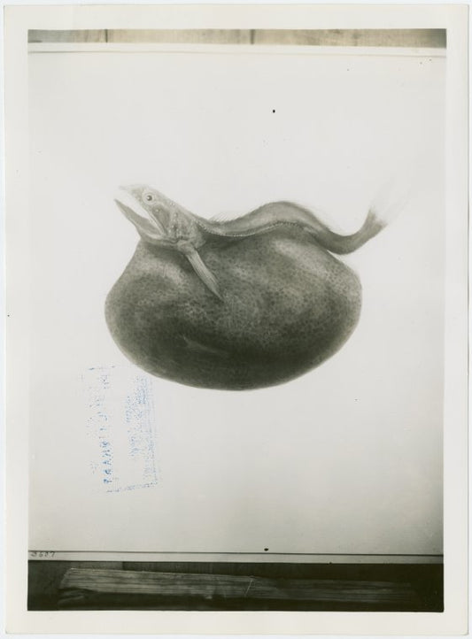 New York Zoological Society - Black swallower fish