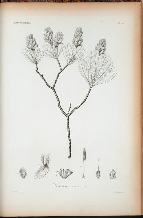 Costoea cubensis