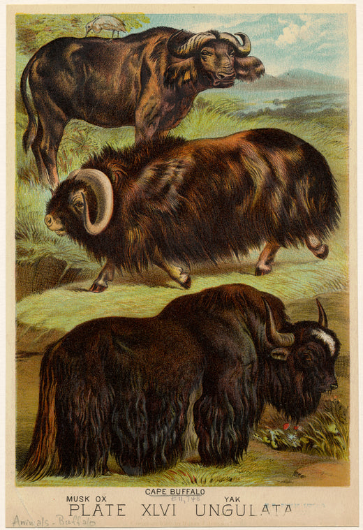 Musk ox ; Cape buffalo ; Yak