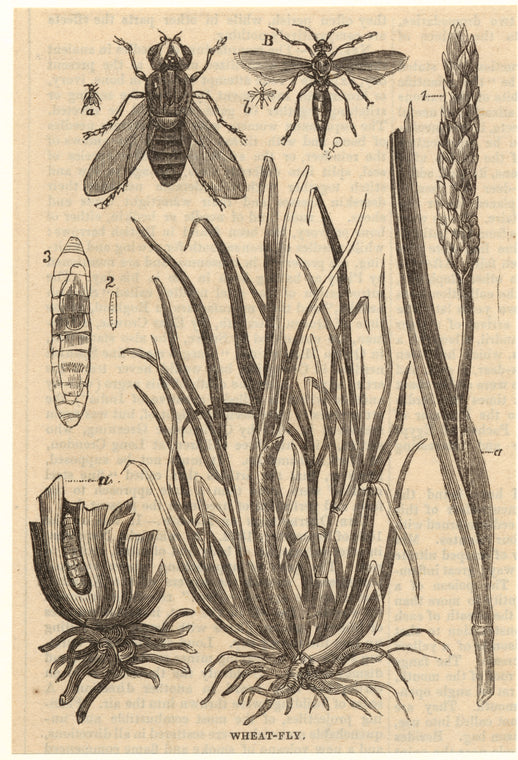 Wheat-fly