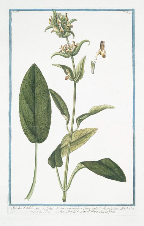 Stachis latifolia maiorm foliis obscure virentibus, flore galeato ferrugineo = Stachide con il fiore variegato. [Wideleaf hedgenettle]