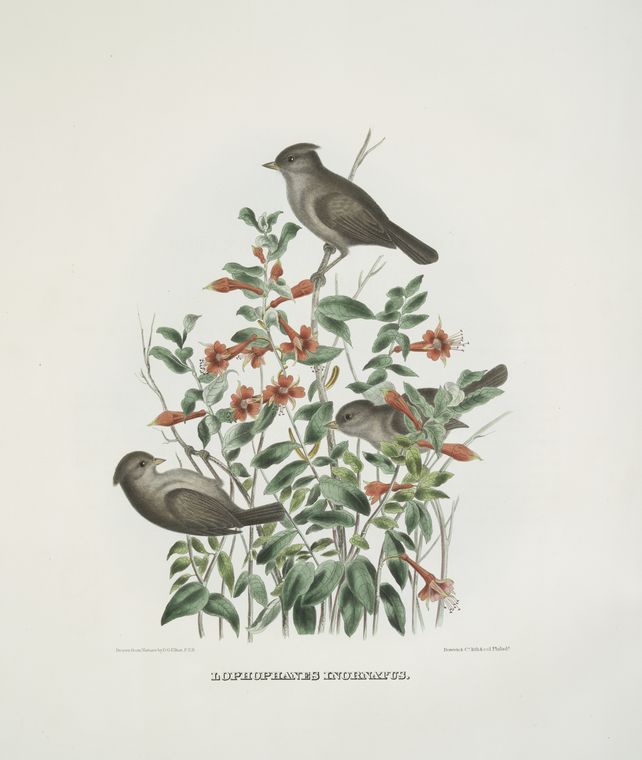 Lophophanes inornatus, Plain-crested Chicadee.