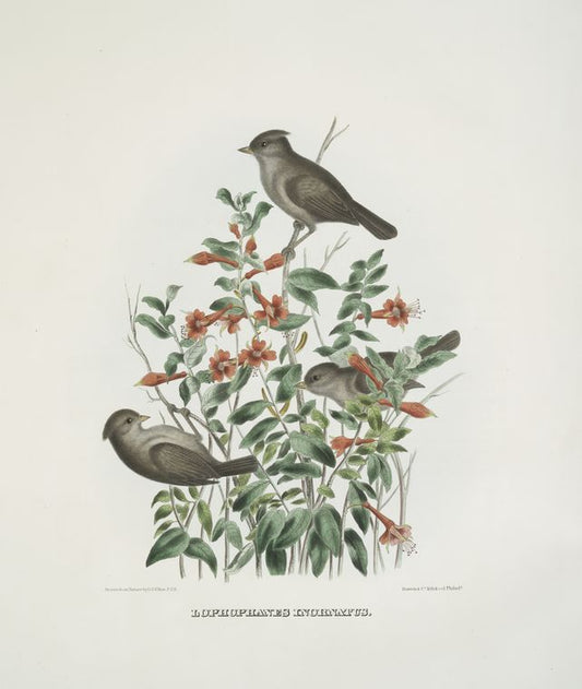 Lophophanes inornatus, Plain-crested Chicadee.