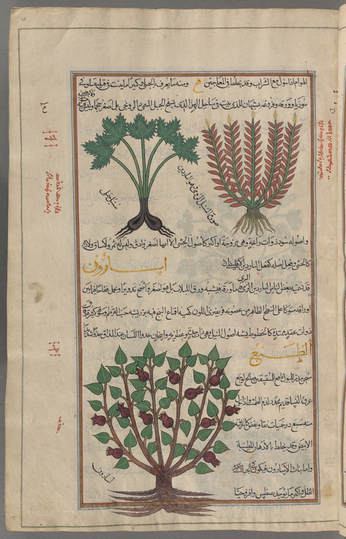 Celtic nard (Valeriana celtica), al-sunbul al-rûmî [top right]; Monuntain nard (Valeriana tuberosa), sunbul jabalî [top left];  Wild spikenard (Asarum europaeum), asârûn [bottom]