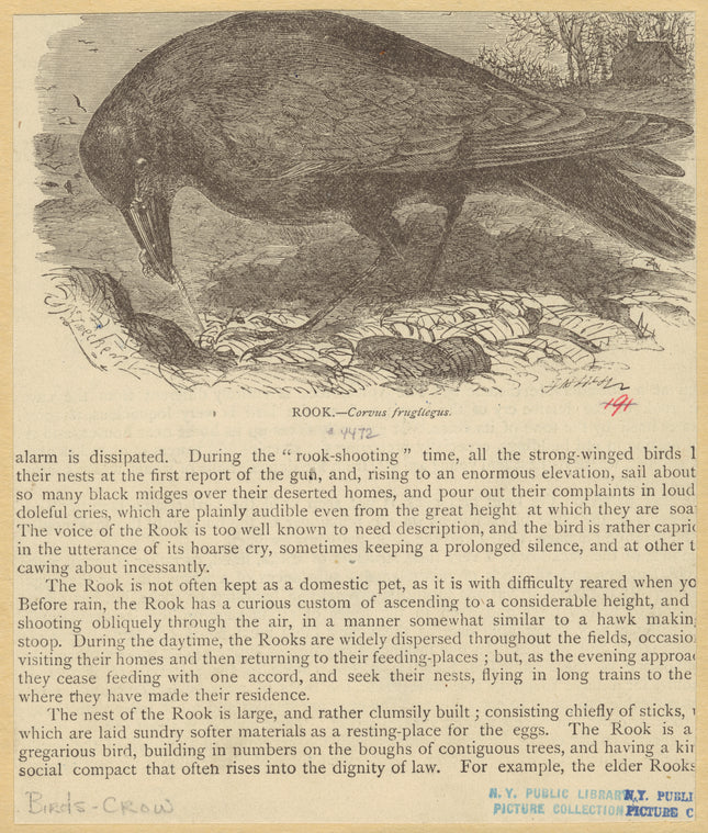 Rook -- Corvus frugílegus