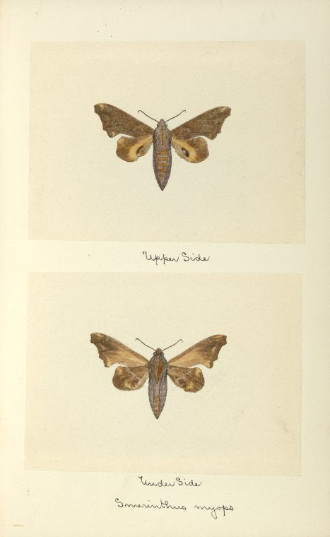 Smerinthus myops (upper side; under side).