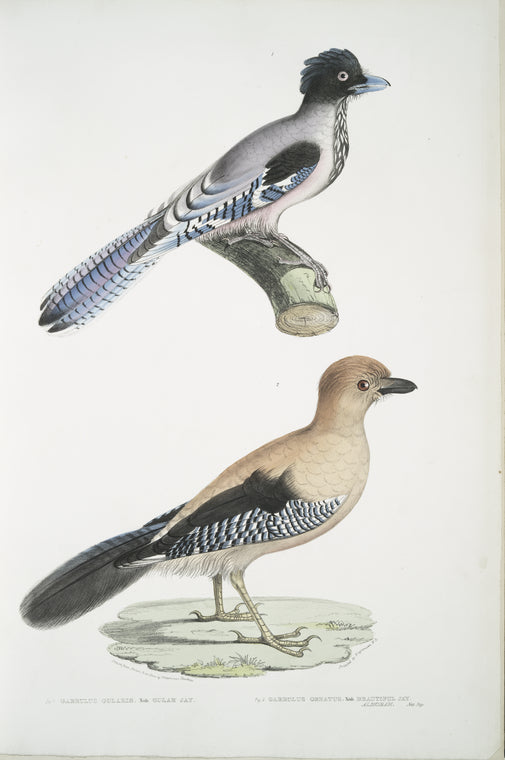 1. Gular Jay, Garrulus gularis; 2. Beautiful Jay, Garrulus ornatus. Natural size.