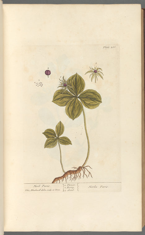 Herb Paris
