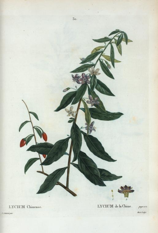 Lycium Chinense = Lycium de la Chine.