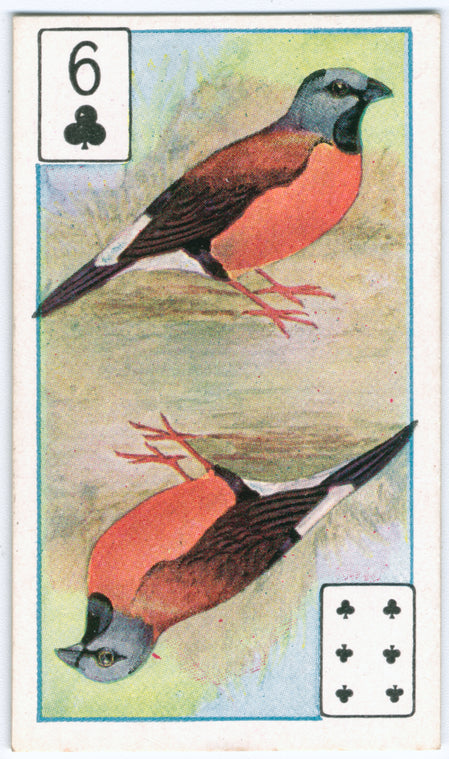 Birds of brilliant plummage.