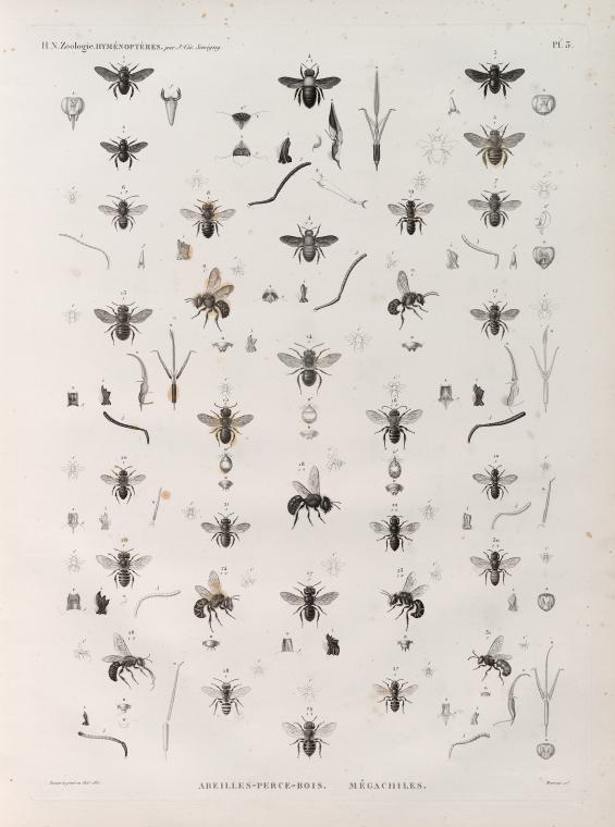 Zoologie. Hyménoptères. Abeilles-Perce-bois; Mégachiles.