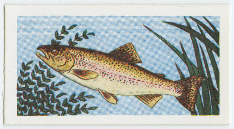 Rainbow trout.