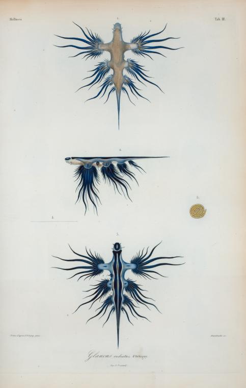 Glaucus radiatus.