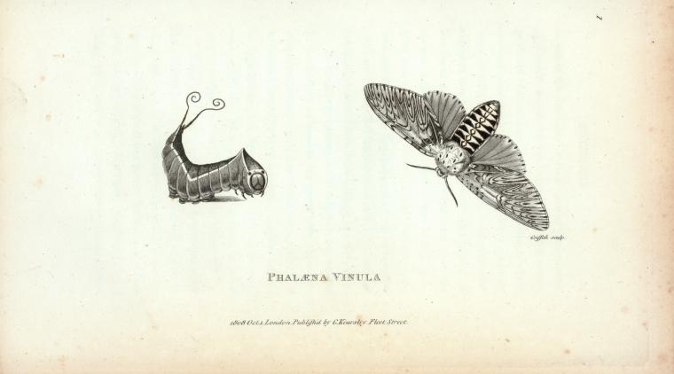 Phalæne Vinula.