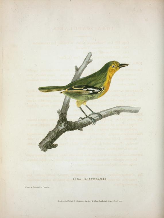 Iora scapularis.