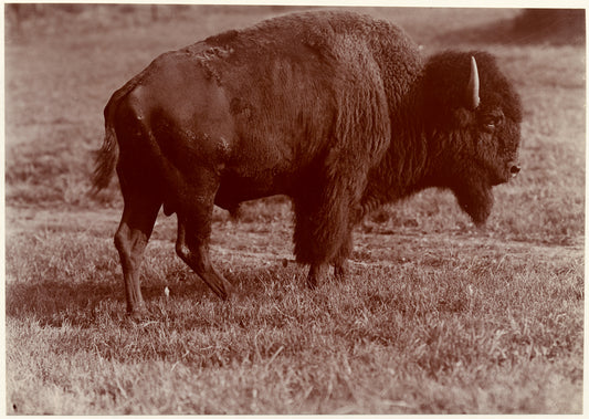Bison