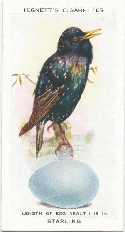 Starling.