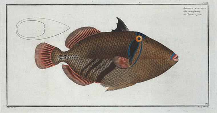 Balstes aculeatus.
