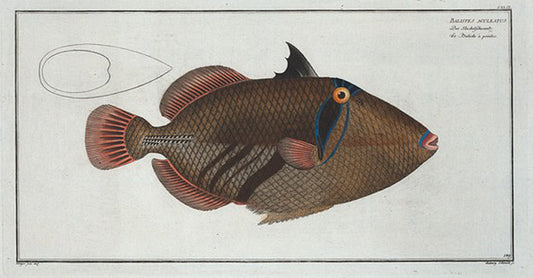 Balstes aculeatus.