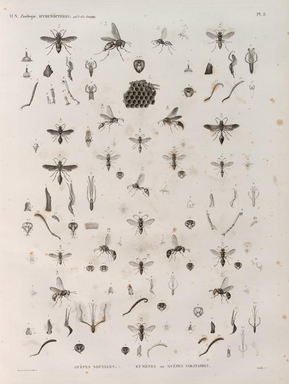 Zoologie. Hyménoptères. Guèpes sociales, Eumènes ou Guèpes solitaires.
