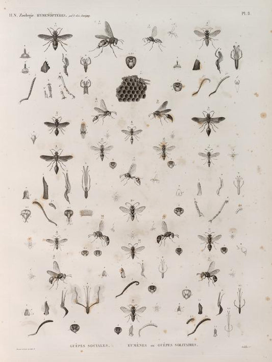 Zoologie. Hyménoptères. Guèpes sociales, Eumènes ou Guèpes solitaires.