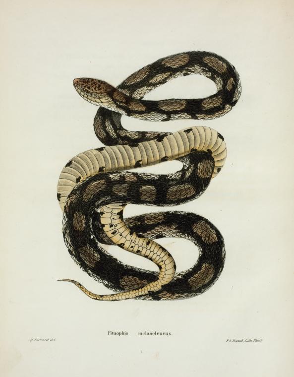 Pituophis melanoleucus.