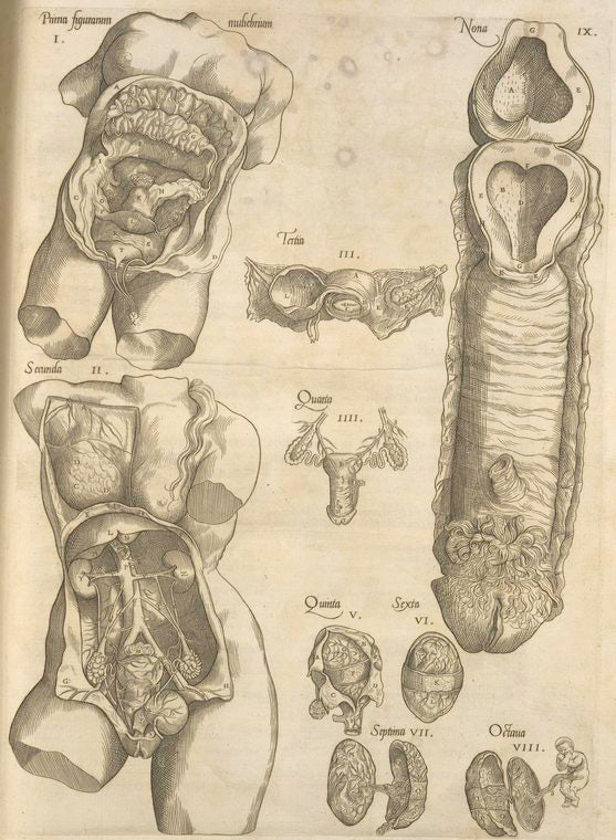 Female reproductive system