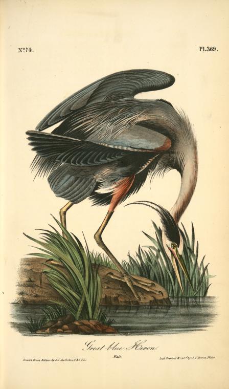 Great Blue Heron, Male