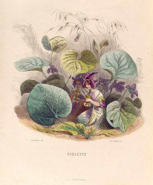 Violette. [Violet]