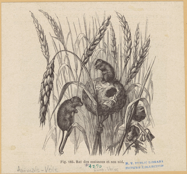 Rat des moissons et son nid