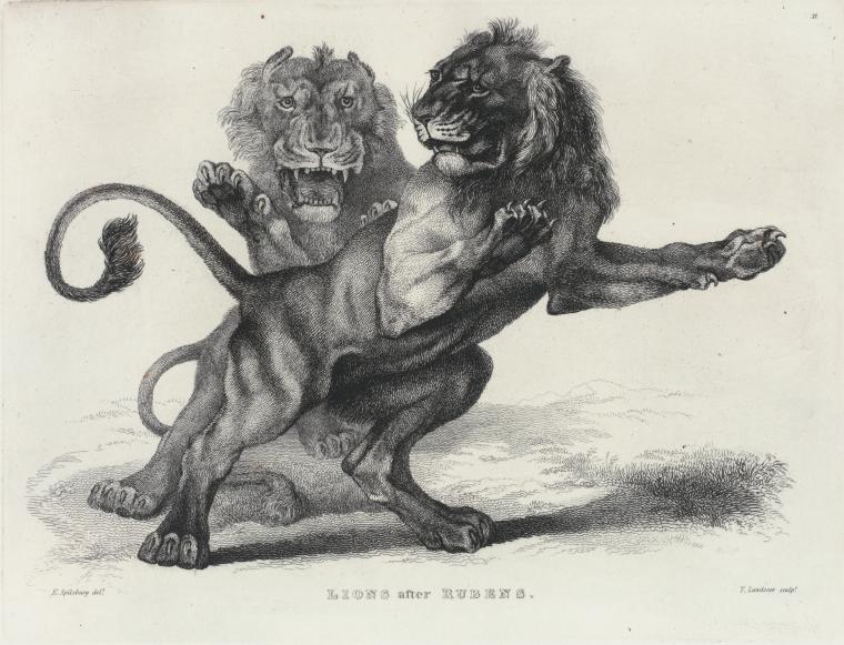 Lions, after Rubens.