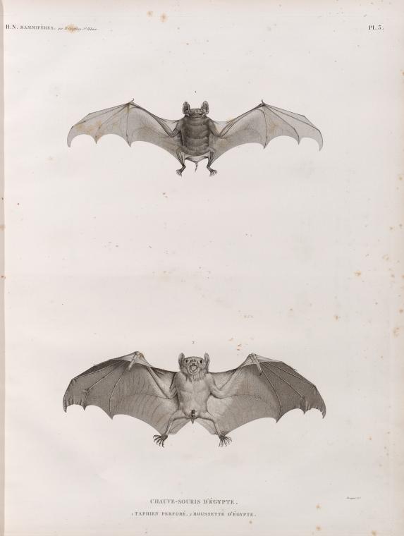 Zoologie. Mammifères. Chauve-souris d'Égypte. 1. Taphien perforé; 2. Roussette d'Égypte.