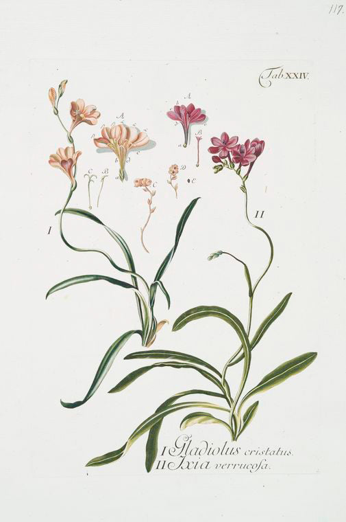 1. Gladiolus cristatus - 2. Ixia verrucosa.