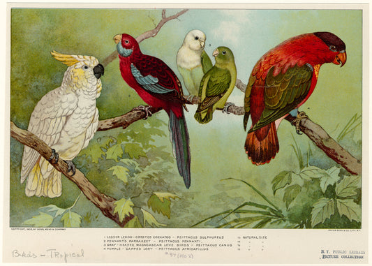Lesser lemon-crested cockatoo ; Pennant's parrakeet ; Gray-headed Madagascar love birds ; Purple-capped lory