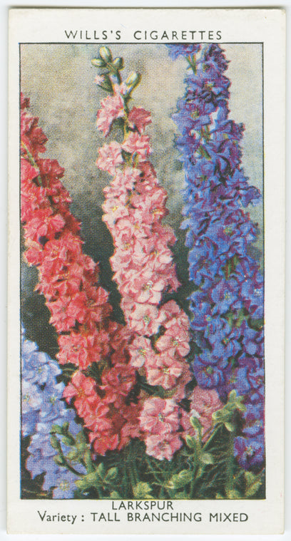Larkspur.