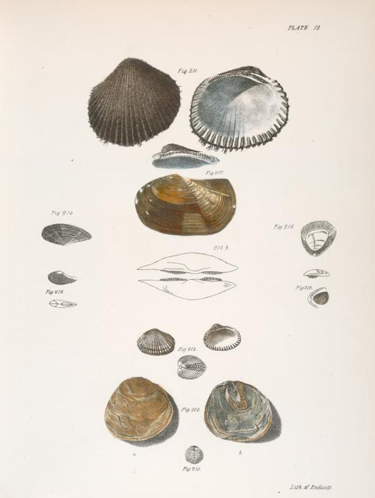 Mollusca] 209-217. [see Notes]