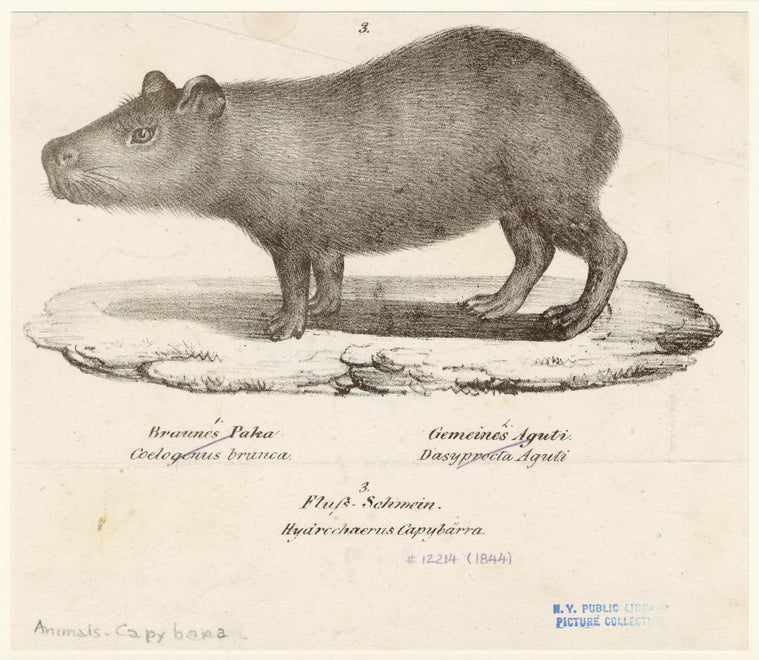 Fluss-Schwein, Hydrochaerus capybärra