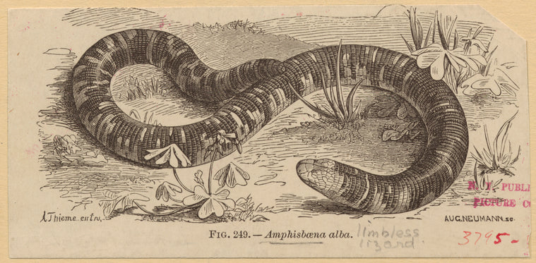 Amphisbaena alba