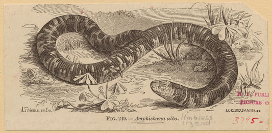 Amphisbaena alba