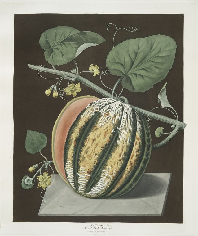Scarlet flesh Romana melon.