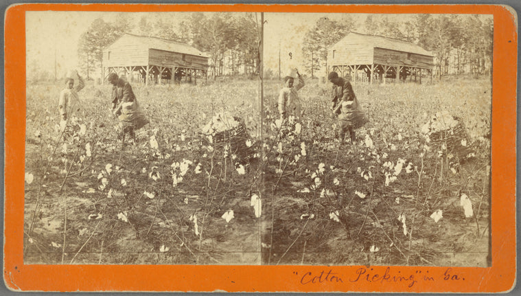 Cotton Picking" in Ga