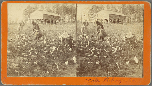 Cotton Picking" in Ga